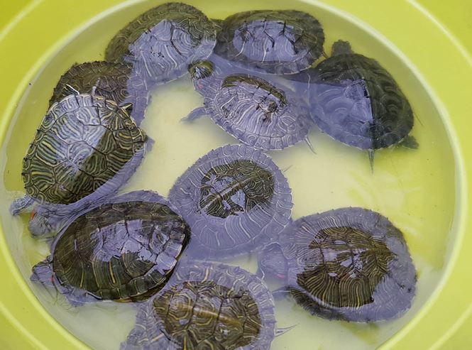 Rùa, cá vừa phóng sinh bị vợt ngay trước mắt tại chùa Trấn Quốc